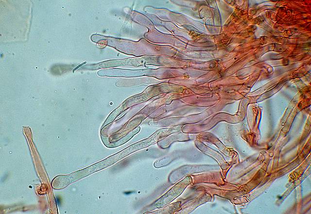 Galerina spec. Cod.: 0947-07